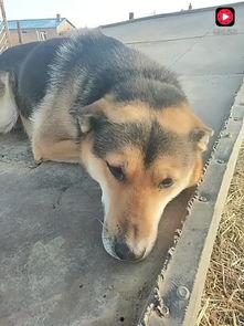 狗狗视频,捕捉萌宠瞬间