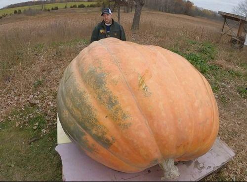 吃瓜吃,揭秘吃瓜群众的趣味生活
