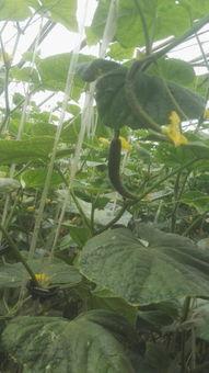 黄瓜尖嘴瓜怎么吃,黄瓜尖嘴瓜的多样食法探索