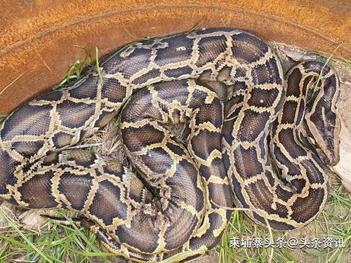 蟒蛇视频,揭秘蟒蛇生活习性及捕食技巧