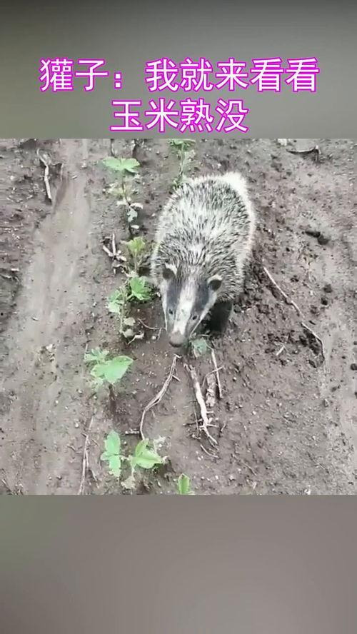 獾吃籽瓜吗,探寻野生动物的饮食习惯